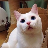 马光亚的头像