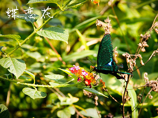摄影--《蝶恋花》