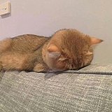 大猫木子的头像