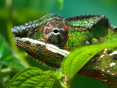 爬行動(dòng)物網(wǎng)頁（個(gè)人主頁-ZMjE1NDI3NTY=） - 其他網(wǎng)頁 - 站酷設(shè)計(jì)師Hei_bu原創(chuàng)素材 - 站酷ZCOOL