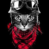 自来熟的猫的头像
