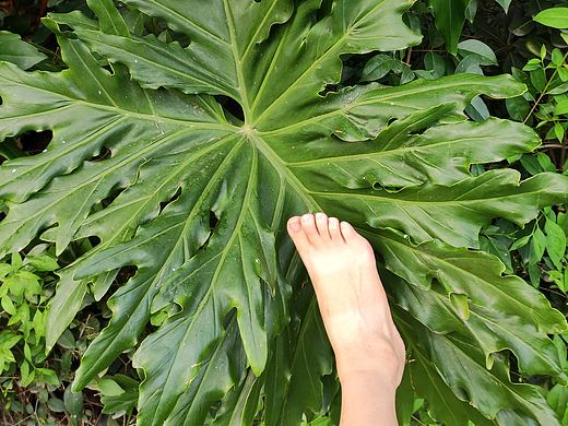 隨手一拍之“油膩小清新”（個人主頁-ZNjE3MjEyNDA=） - 其他平面 - 站酷設(shè)計師朦夢君原創(chuàng)素材 - 站酷ZCOOL