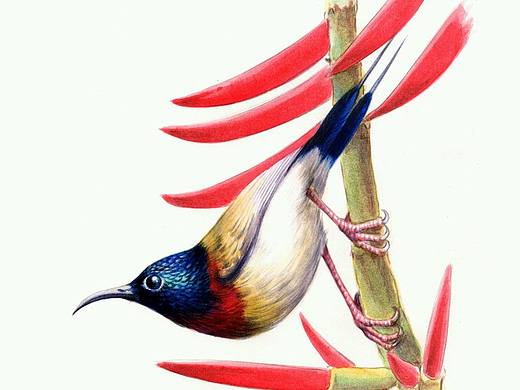 香港野生雀鳥