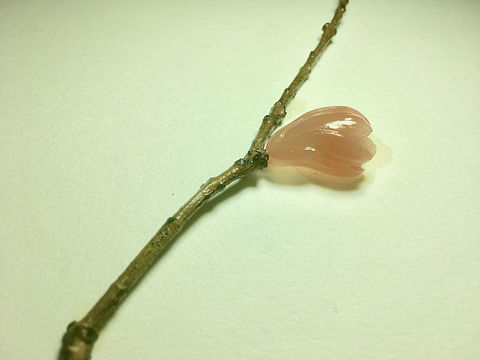 植物系列——新《玉兰》