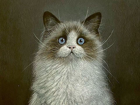 彩铅 猫