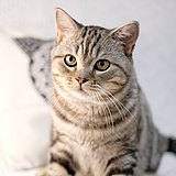 一枚养猫的人啊的头像