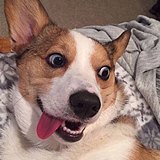 明明就灰的头像