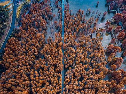 杭州临安水杉公园