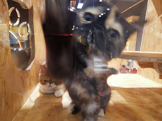 猫咖