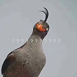 甩面的头像