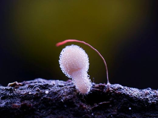 菌