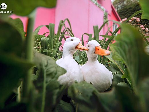 一鴨一鴨呦！（個人主頁-ZNDExMjc3MjQ=） - 寵物攝影 - 站酷設(shè)計師寵物風(fēng)尚攝影原創(chuàng)素材 - 站酷ZCOOL