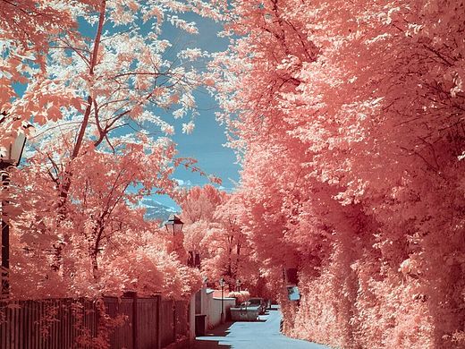樱花🌸🌸