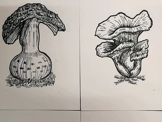 一些蘑菇手绘