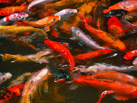 ??????????（個(gè)人主頁-ZNTcwMTM2MzI=） - 寵物攝影 - 站酷設(shè)計(jì)師楊一噸原創(chuàng)素材 - 站酷ZCOOL