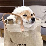 产品拍摄精修狮的头像