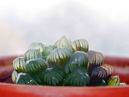 【多肉】姬玉露