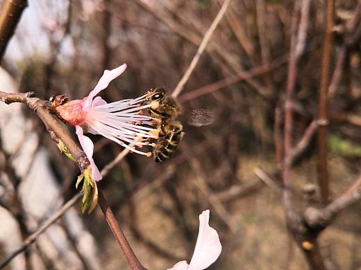 花语蜜蜂