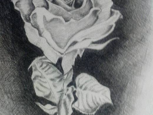 白玫瑰（個人主頁-ZMjExNTI5MTI=） - 創(chuàng)作習(xí)作 - 站酷設(shè)計(jì)師差一不二原創(chuàng)素材 - 站酷ZCOOL