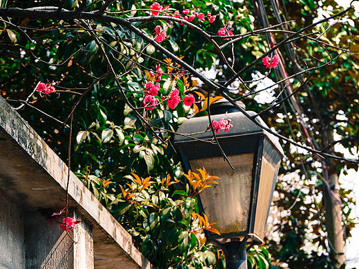 春游金陵（個(gè)人主頁-ZMTU5OTE0Njg=） - 風(fēng)光攝影 - 站酷設(shè)計(jì)師小魚醬原創(chuàng)素材 - 站酷ZCOOL