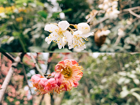 春悄悄的来了。