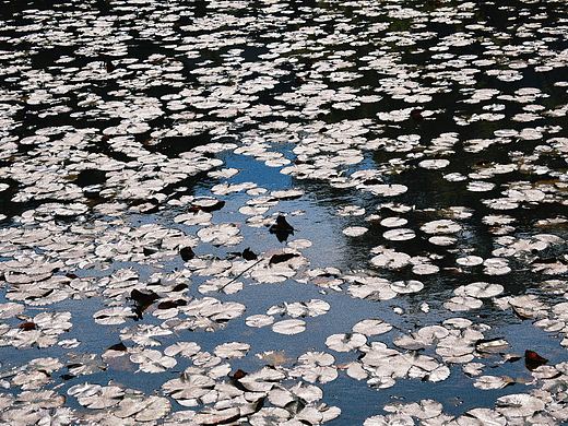 摄影（个人主页-ZNDA5OTg4NTY=） - 风光摄影 - 站酷设计师插画师_小能原创素材 - 站酷ZCOOL