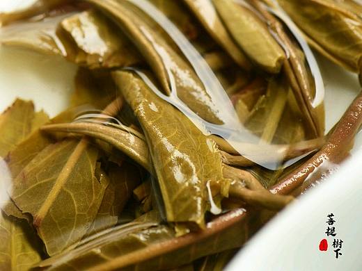 茶