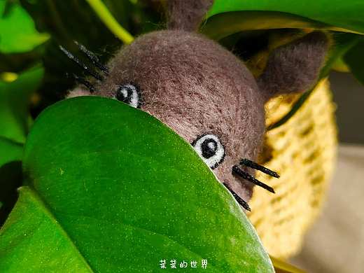 龙猫一只