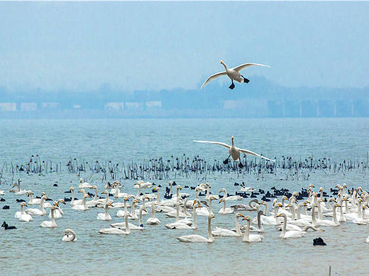 三门峡黄河湿地,情迷白天鹅