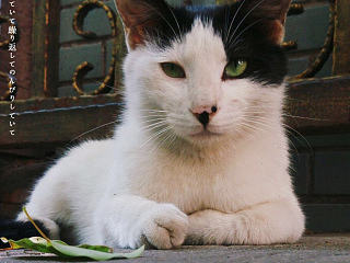 啊牛哥,一个外表冷酷内心娇媚的汉子