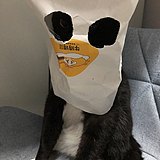 伽撒的头像