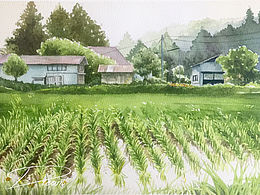 水彩风景 Dream水彩 稻田