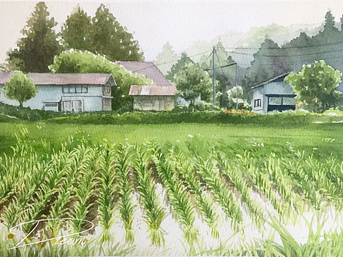 水彩风景 Dream水彩 稻田