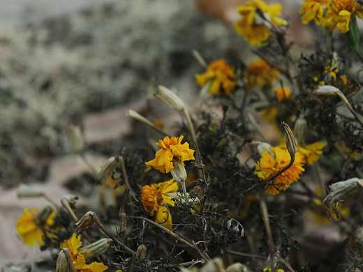 用去参加学校摄影比赛的作品