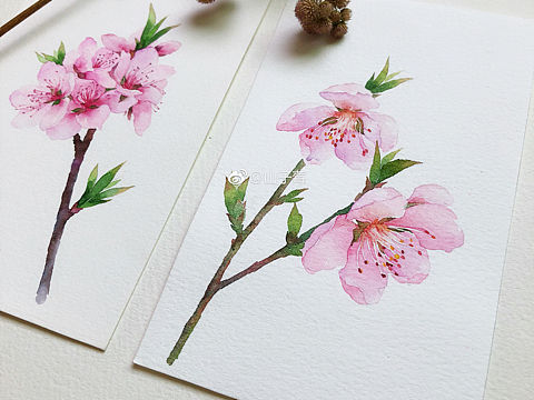 一组水彩手绘 桃花