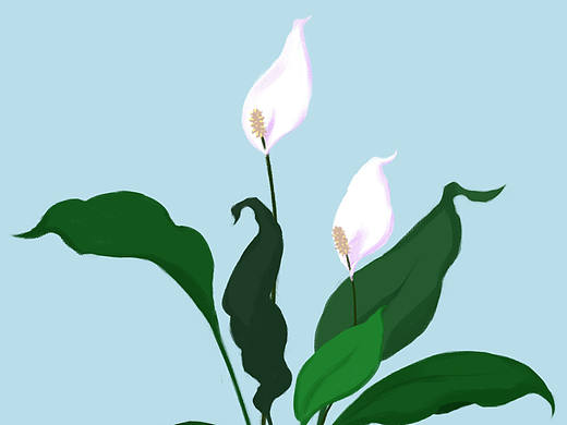 「和布林老師學插畫」植物篇14