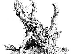 楚歌钢笔画-胡杨  55*40cm