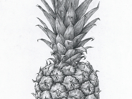菠萝素描
