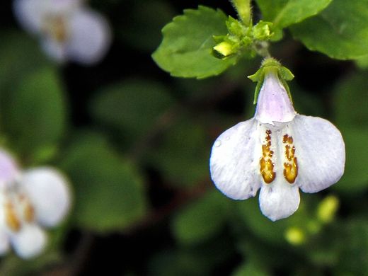 野花（個(gè)人主頁(yè)-ZMTQwMTIwNjA=） - 其他攝影 - 站酷設(shè)計(jì)師ellen7012原創(chuàng)素材 - 站酷ZCOOL