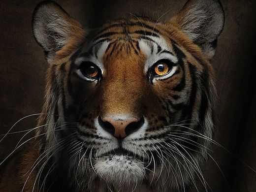 被囚禁的动物 （北京动物园 -- 熟悉的面孔） 