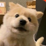 木木森M的头像