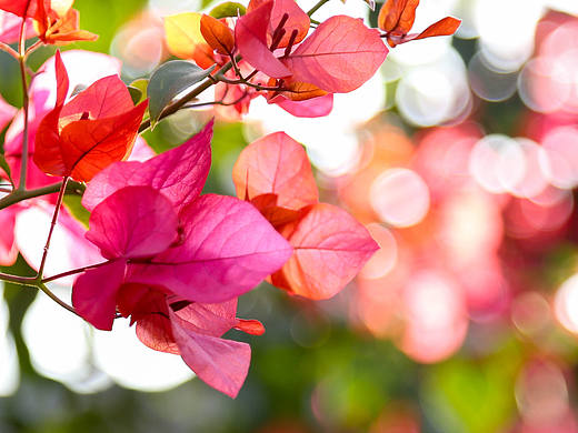 花花世界