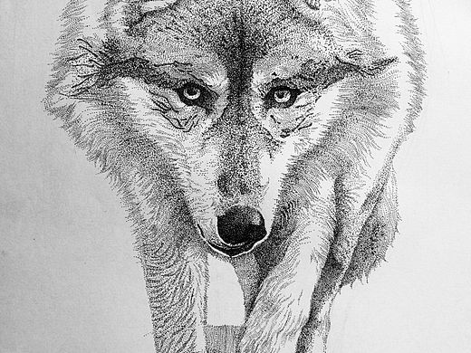 狼像·樱花针管笔