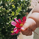彩色花树的头像