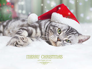 Shin Pet Photography-圣诞节特辑