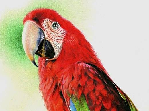 彩铅画金刚鹦鹉