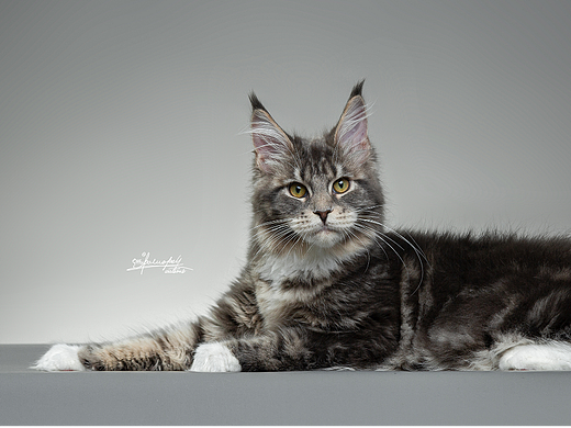 宠物摄影-缅因猫