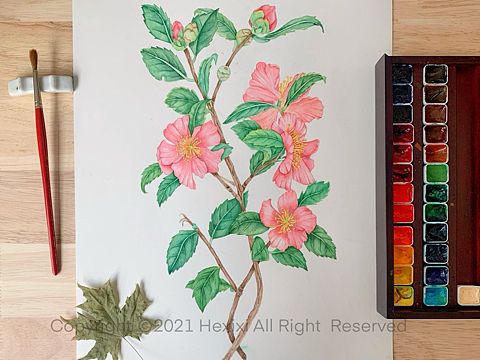 水彩植物花卉