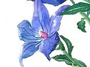 水彩花卉