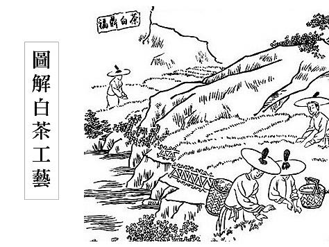 福鼎白茶制作工艺